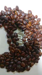 TAMARIND SEEDS-VIZAG TAMARIND SEEDS-VIZAG